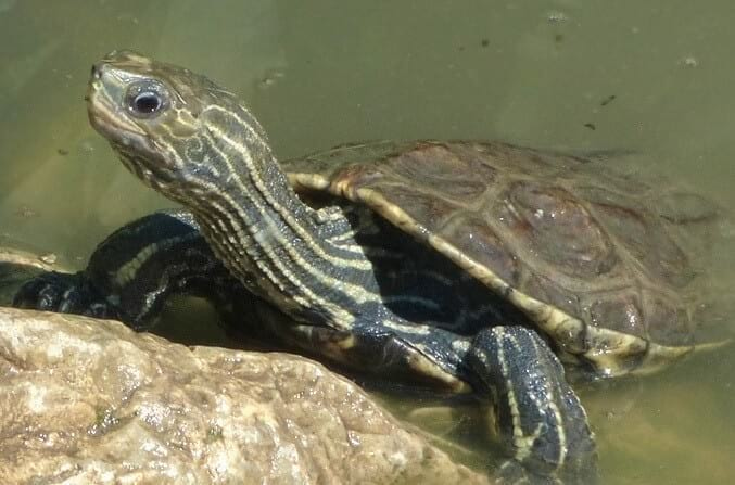 The sweet water turtle (Mauremys caspica rivulata) | Cyprus Island