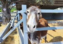 Golden Donkeys Farm - Skarinou