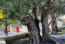 Golden Donkeys Farm - Skarinou