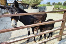 Golden Donkeys Farm - Skarinou