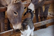 golden donkeys farm skarinou