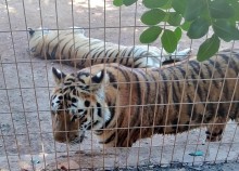 pafos zoo