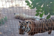 pafos zoo