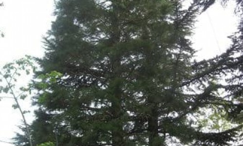 Psilo Dentro - Pouziaris (Tall Tree) 