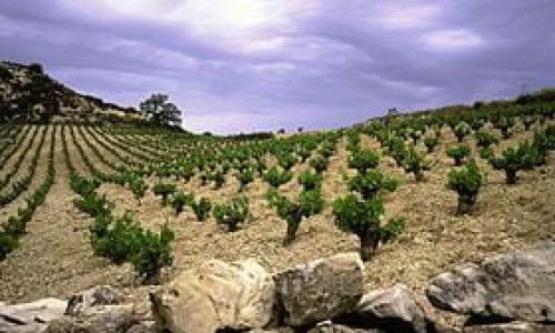 Cyprus Wine Routes and Wineries