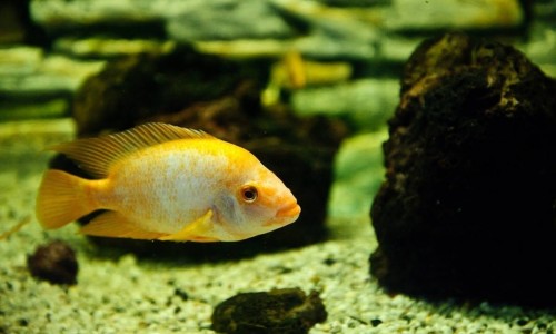 Cyprus Fish 