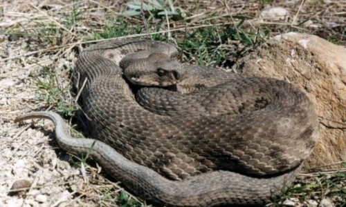 Viper - Macrovipera Lebetina