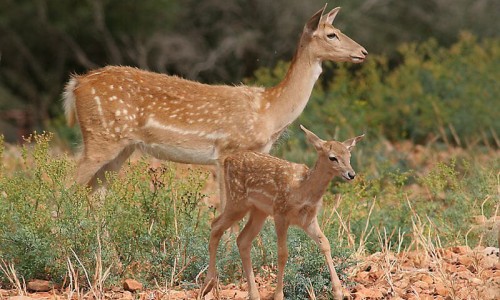 The deer (Dama dama mesopotamica)