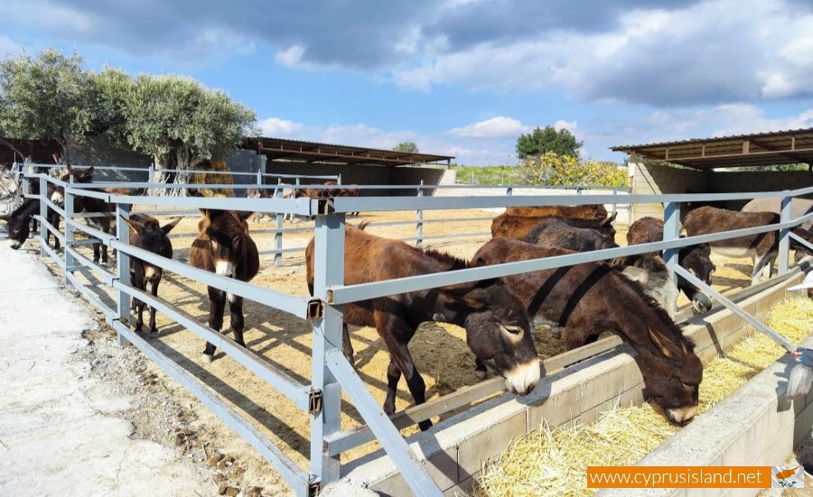 Golden Donkeys Farm - Skarinou