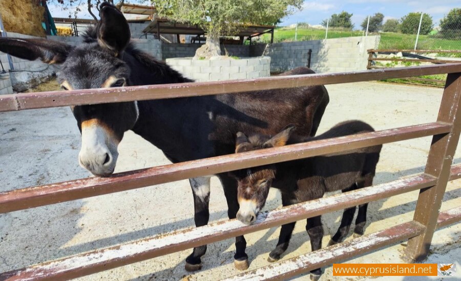 Golden Donkeys Farm - Skarinou