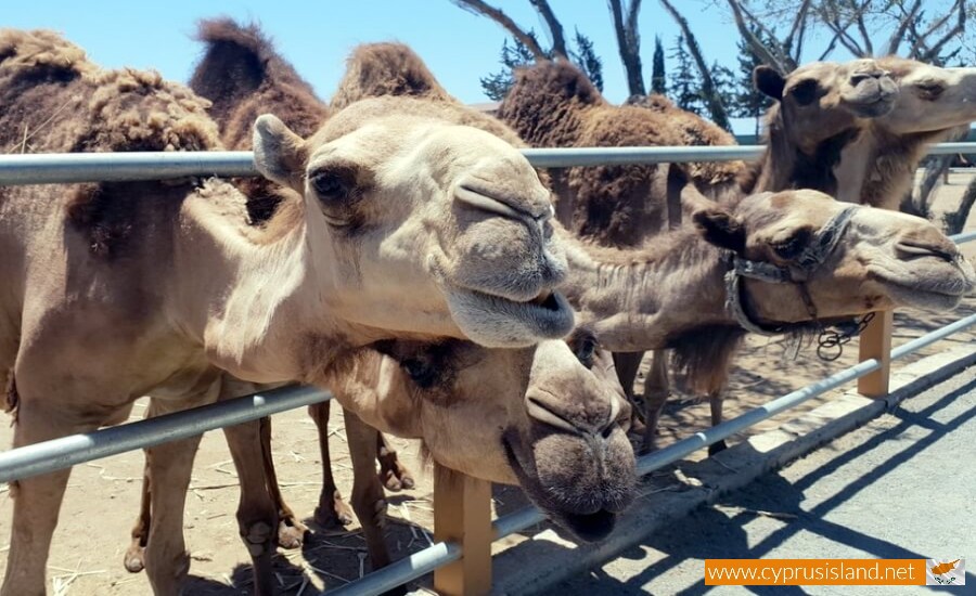 Mazotos Camel Park