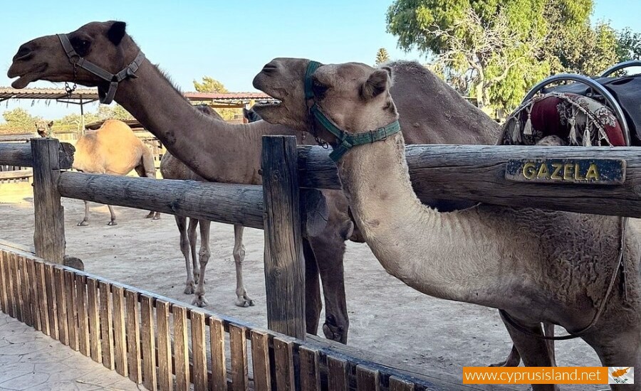 Mazotos Camel Park