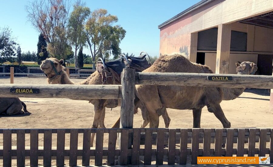 Mazotos Camel Park