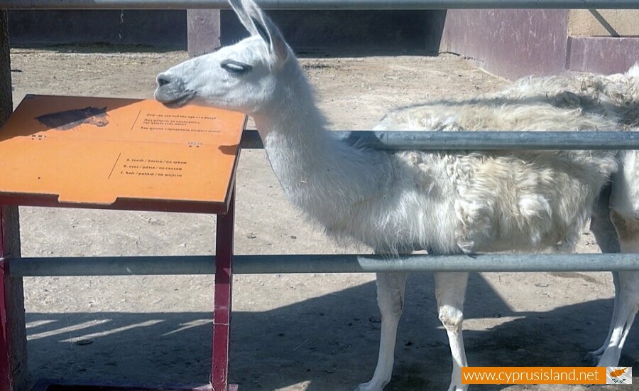 Mazotos Camel Park