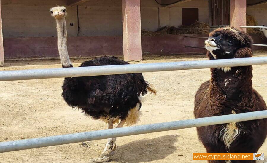 Mazotos Camel Park