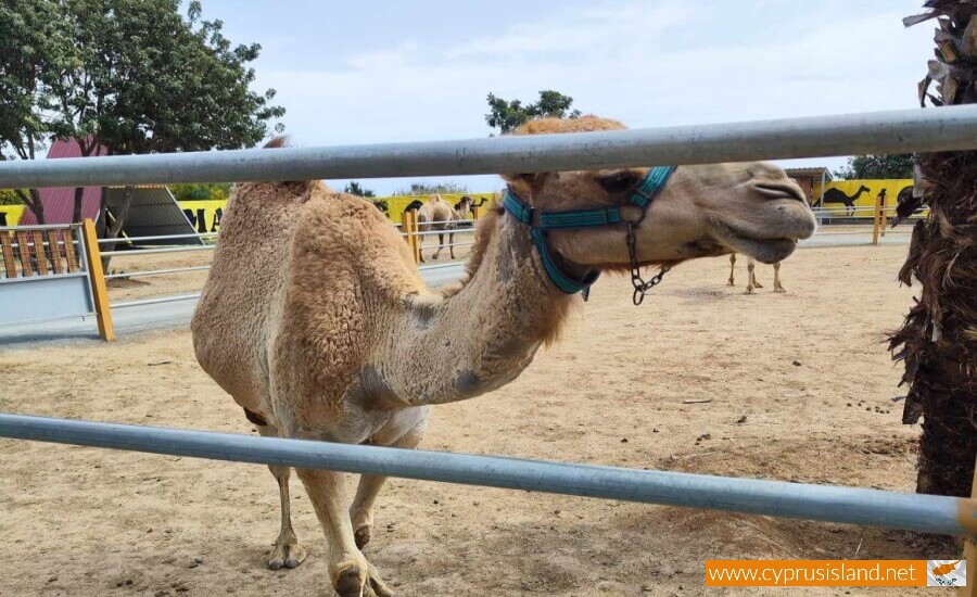 Mazotos Camel Park