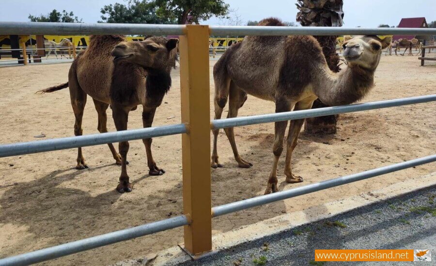 Mazotos Camel Park