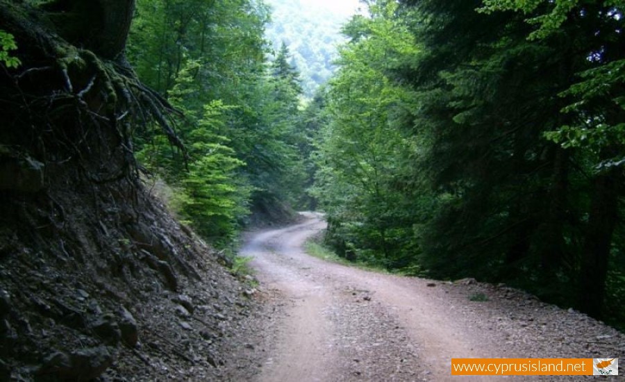 cedar valley forest