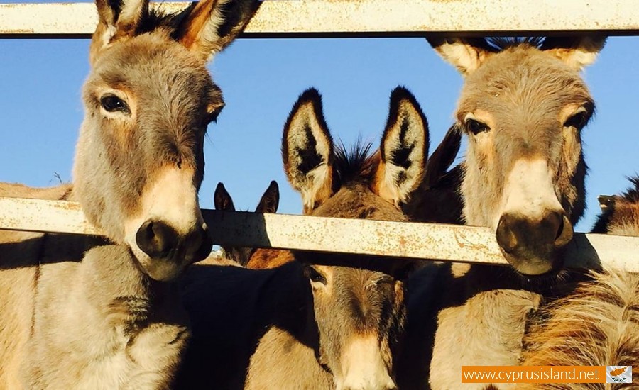 golden donkeys farm cyprus