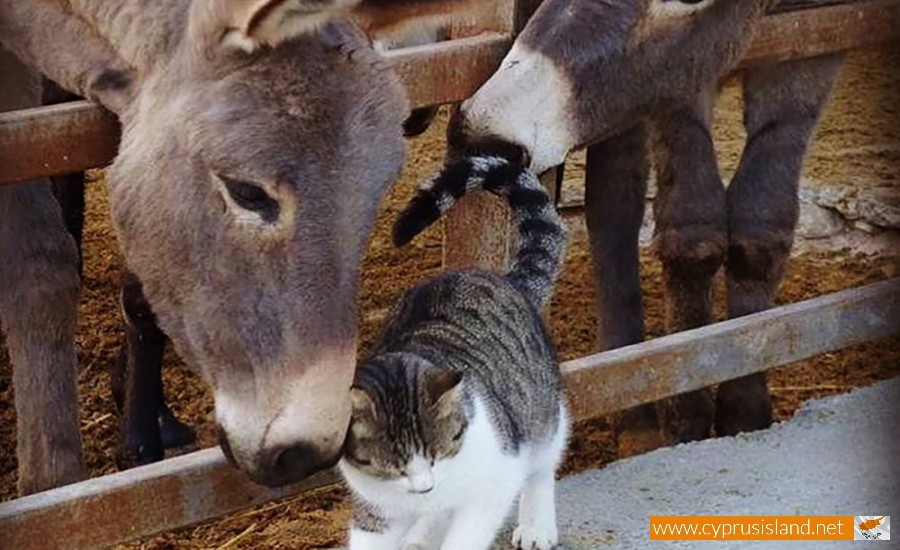 golden donkeys farm skarinou