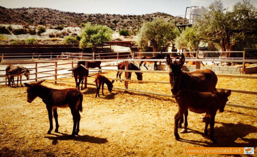 golden donkeys farm