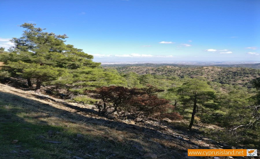 macheras forest cyprus