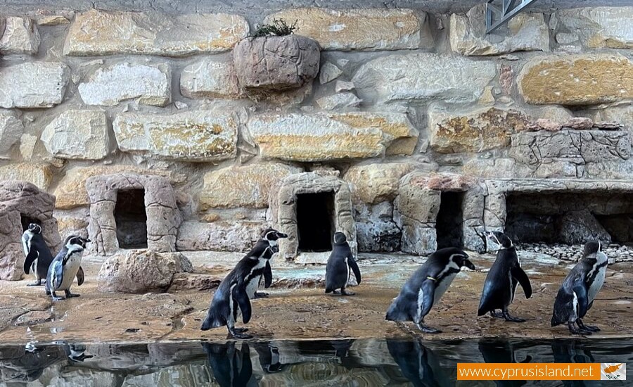 pafos zoo