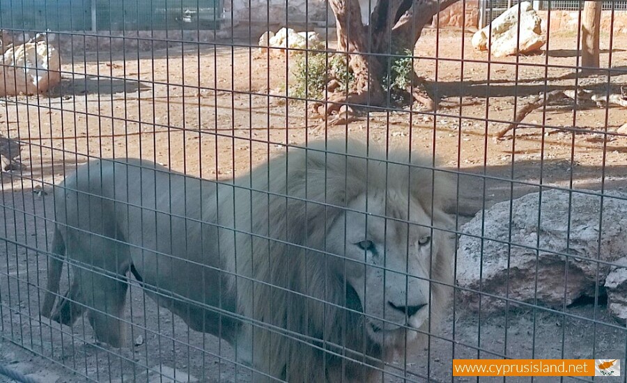 pafos zoo