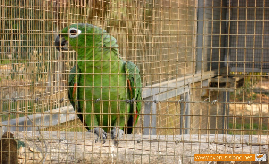 paphos zoo parrot