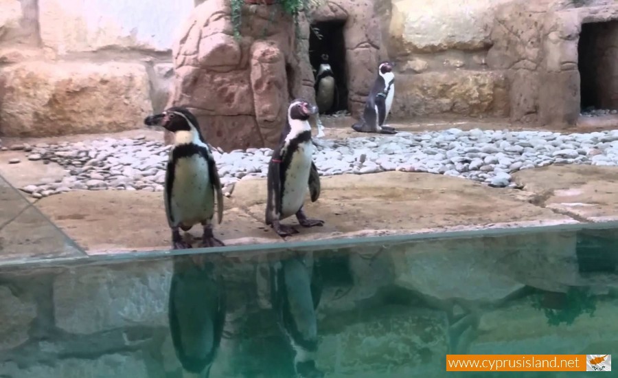 paphos zoo penguins