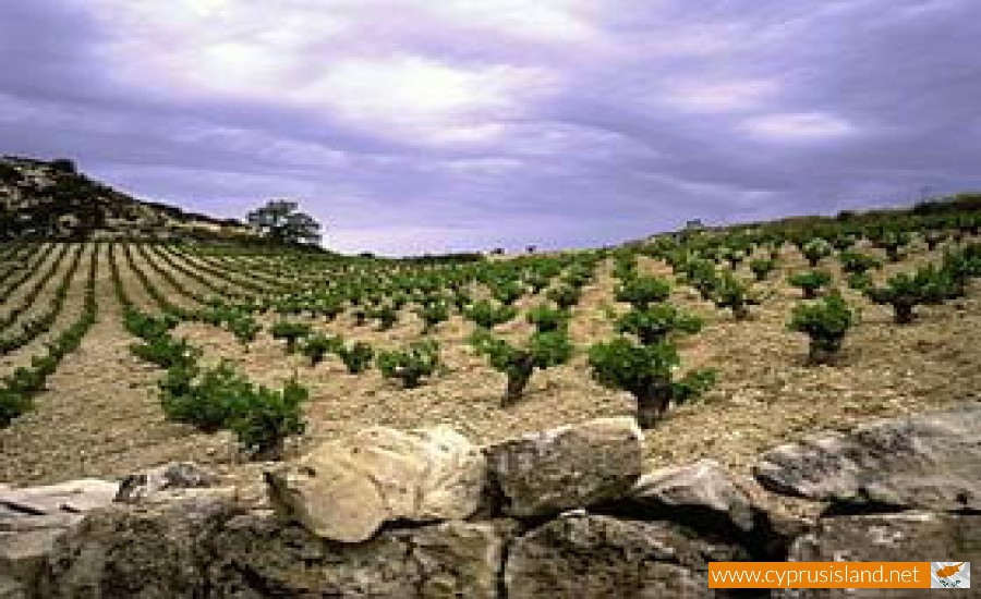 cypriot wines