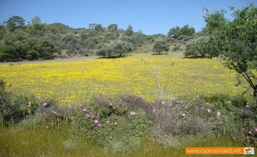 cyprus nature field