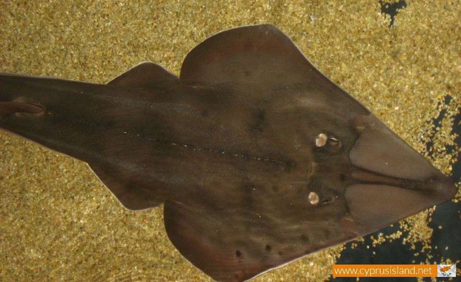 Blackchin guitarfish 