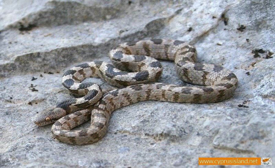 Cyprus Cat snake - Telescopus Fallax