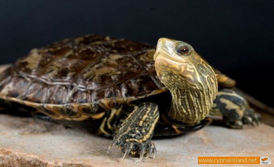 The sweet water turtle (Mauremys caspica rivulata) | Cyprus Island