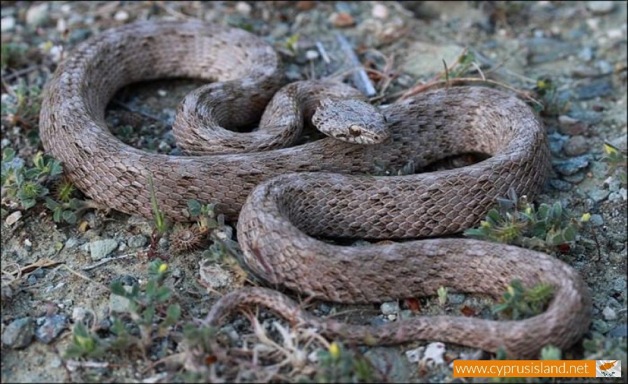 Cyprus Cat snake - Telescopus Fallax