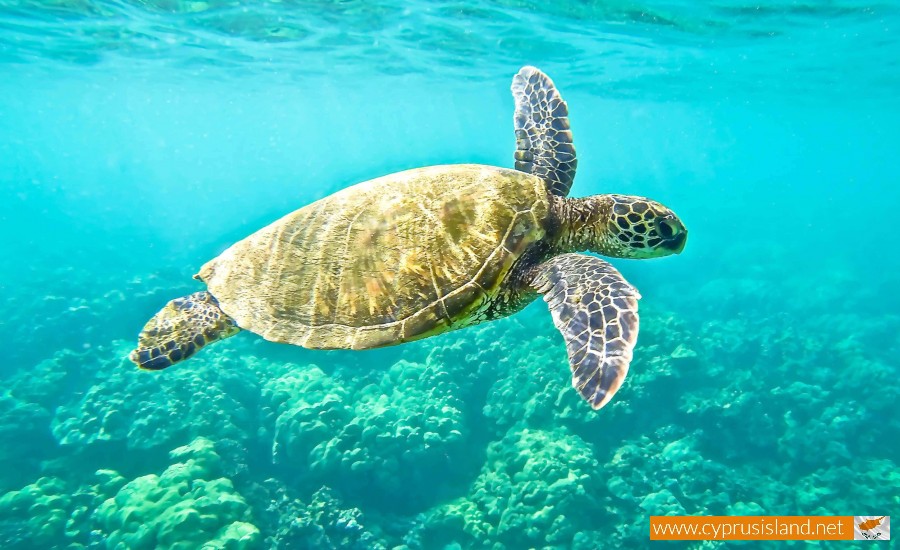 turtles in cyprus