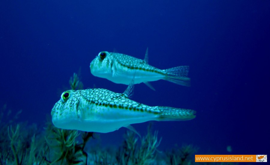 puffer fish cyprus