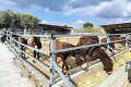 Golden Donkeys Farm - Skarinou