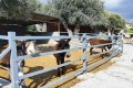 Golden Donkeys Farm - Skarinou