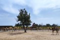 Mazotos Camel Park