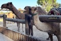 Mazotos Camel Park