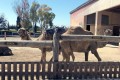 Mazotos Camel Park