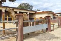 Mazotos Camel Park