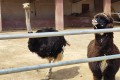 Mazotos Camel Park