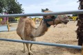 Mazotos Camel Park