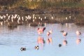 oroklini lake larnaca