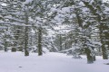 troodos mountain range