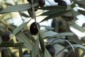 cyprus olive tree