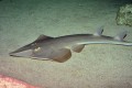 Blackchin guitarfish cyprus